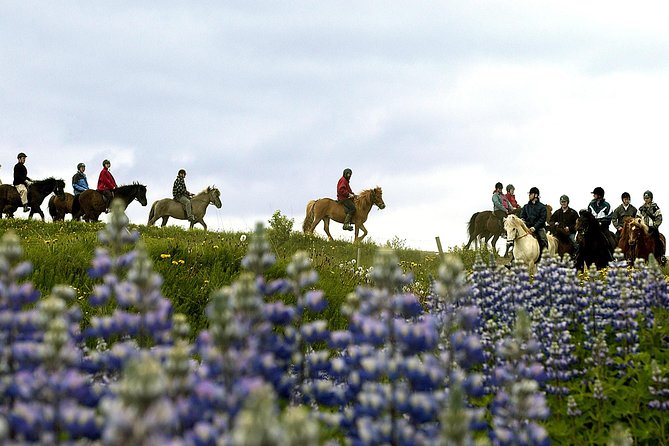 Icelandic Horseback Riding Tour Including Pick Up from Reykjavik - The Practical Stuff You Should Know Before You Go