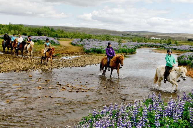 Icelandic Horseback Riding Tour Including Pick Up from Reykjavik - How They Match You to the Right Icelandic Horse