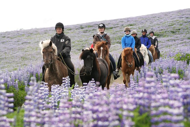 Icelandic Horseback Riding Tour with Pickup Option from Reykjavik - Who This Tour Fits Best (and Who Should Skip It)