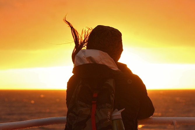 Magical Whales in the Midnight Sun | from Reykjavik - Midnight sun whale watching: why this timing matters