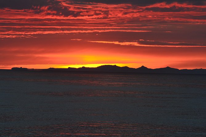 Magical Whales in the Midnight Sun | from Reykjavik - What you can see: humpbacks, minke whales, and more