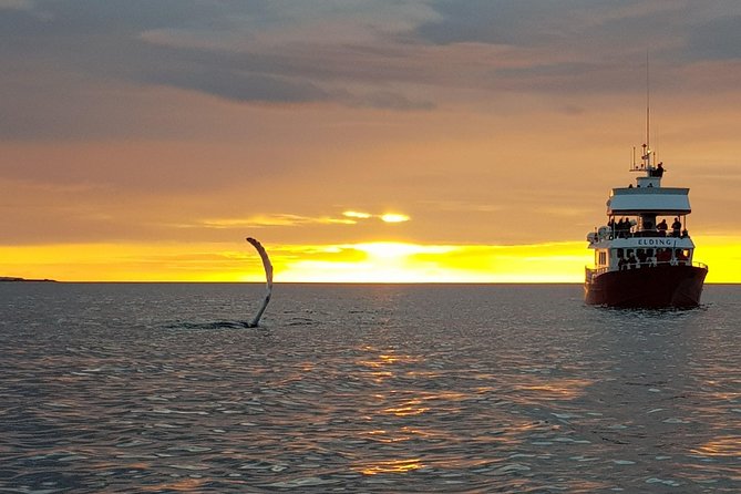 Magical Whales in the Midnight Sun | from Reykjavik - When the deck gets cold: coveralls, layers, and gloves