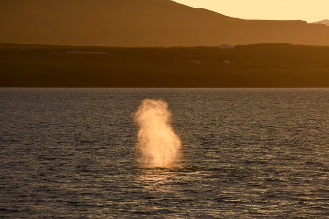 Magical Whales in the Midnight Sun | from Reykjavik - Boat comfort: Wi-Fi cabin, hot drinks, and bathrooms