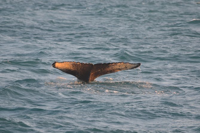Magical Whales in the Midnight Sun | from Reykjavik - The guide and narration: how it changes your whale spotting