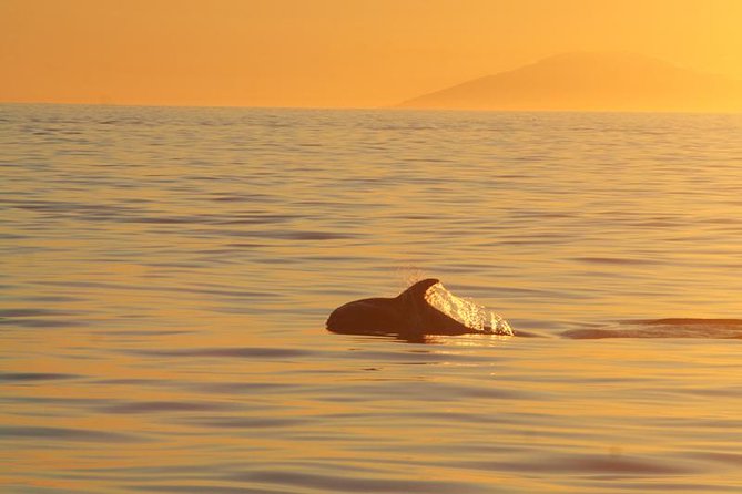 Magical Whales in the Midnight Sun | from Reykjavik - Reykjavik Old Harbour pickup, plus the Whale Watching Centre bonus