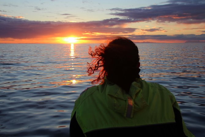 Midnight Sun Whale Watching from Reykjavik - Midnight sun, whales, and why this timing matters