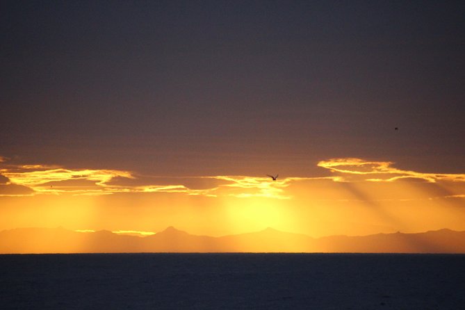 Midnight Sun Whale Watching from Reykjavik - Two and a half hours on the water, stop by stop