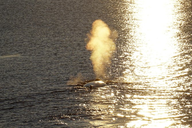 Midnight Sun Whale Watching from Reykjavik - What whales and dolphins look like when you actually spot them