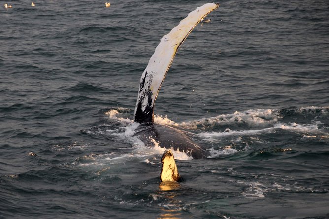 Midnight Sun Whale Watching from Reykjavik - The sighting guarantee that lowers your stress