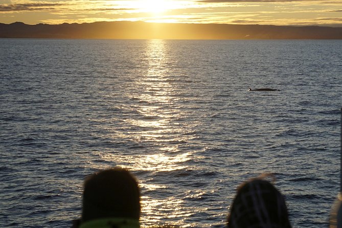Midnight Sun Whale Watching from Reykjavik - The guide and crew factor: scanning skills you can feel