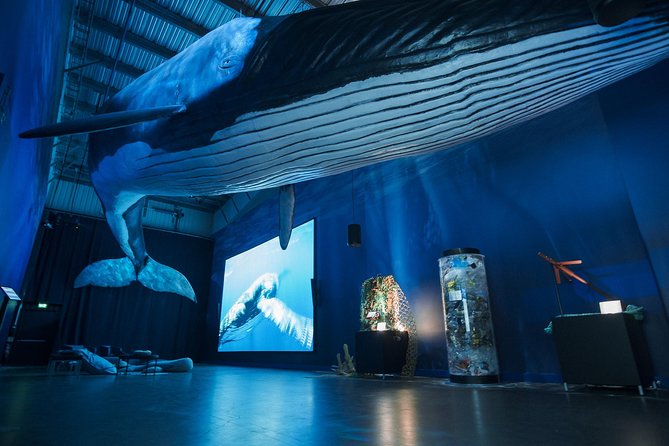 Northern Lights by Boat with a Backup Plan from Reykjavik - What the Whales of Iceland backup plan actually gives you