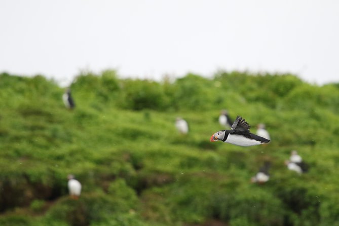 Premium Small-Group Puffin & Bird Watching tour from Reykjavík - Key things I liked on this puffin tour