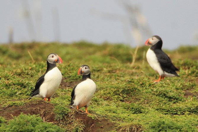 Premium Small-Group Puffin & Bird Watching tour from Reykjavík - Getting started at Reykjavík Old Harbour, then down to the RIB