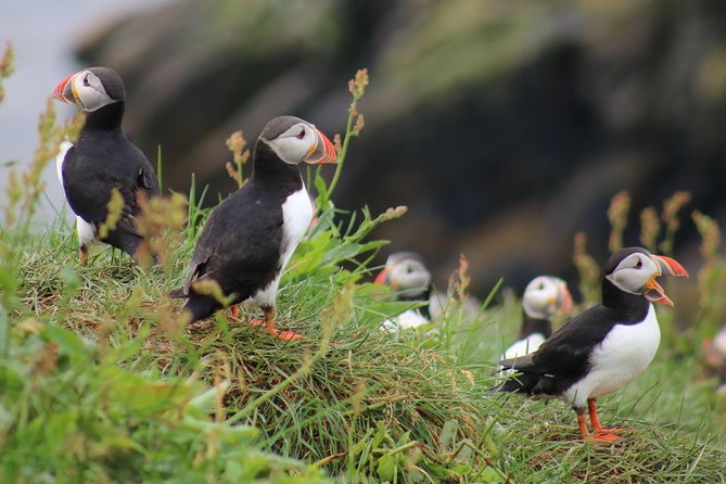 Premium Small-Group Puffin & Bird Watching tour from Reykjavík - Akurey and the nesting islands of Faxafloi Bay