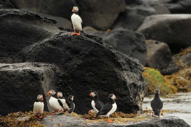 Premium Small-Group Puffin & Bird Watching tour from Reykjavík - Included warm gear is more than a nice perk