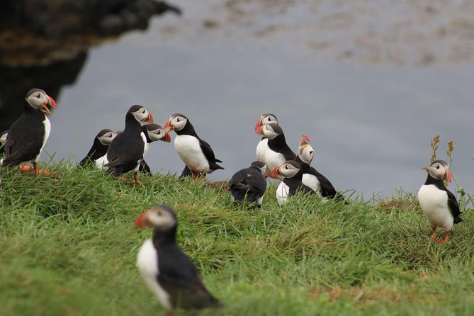 Premium Small-Group Puffin & Bird Watching tour from Reykjavík - A Rigid-Hulled Inflatable Boat designed for close wildlife watching
