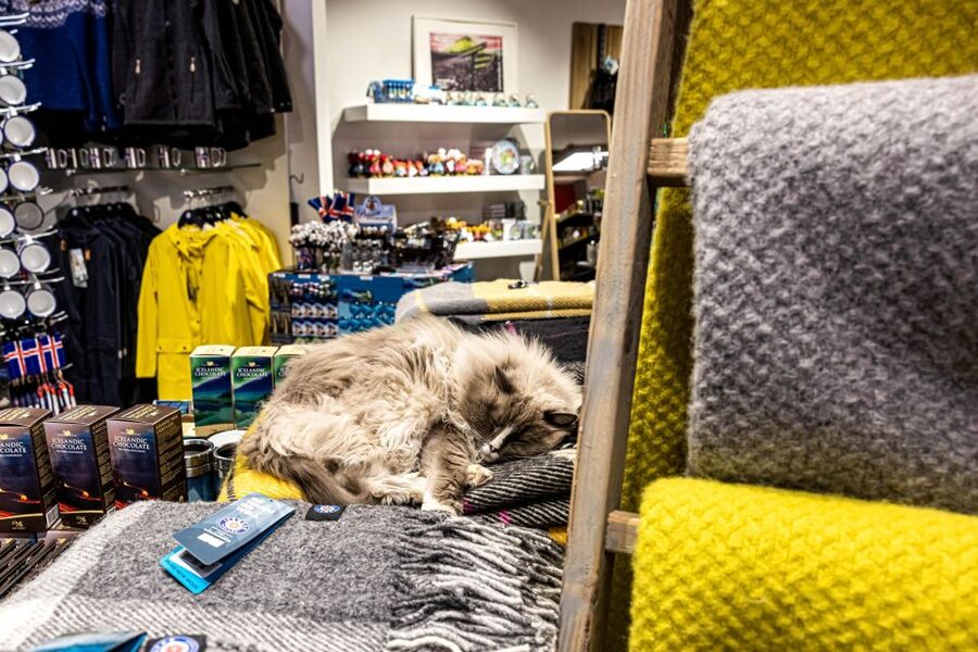 Private Combo Reykjavik Folklore & CatWalk - Key things that make this private combo worth your time