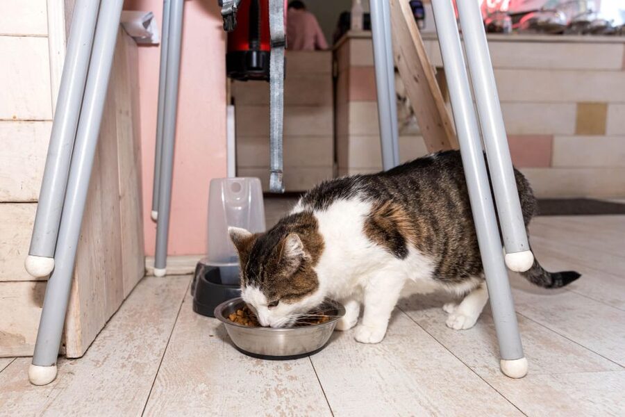 Private Combo Reykjavik Folklore & CatWalk - Inside the Reykjavik Cat Coffeehouse: pets, coffee, pastry, and calm