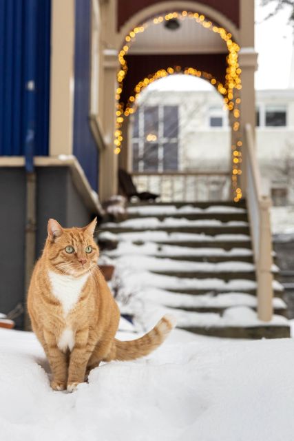 Private Combo Reykjavik Folklore & CatWalk - The itinerary flow, stop by stop, and what each part is really for