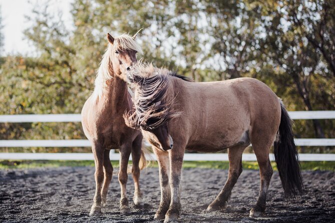 Private Icelandic Horseback Ride: Matched to Skill Level - Where this ride fits in your Reykjavík plans