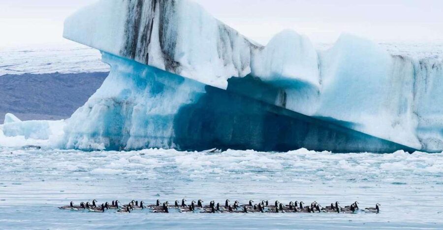 Private Jökulsárlón Glacier Lagoon Tour - From Reykjavik Pickup to Seljalandsfoss: Your Waterfall Starter Pack