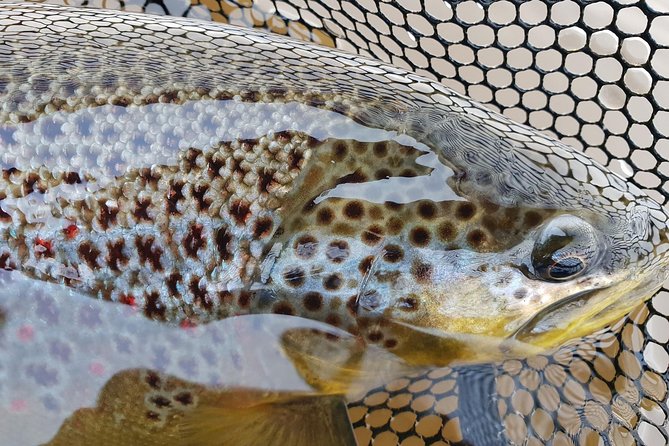 Private Lake and River Fishing Tour from Reykjavik - What you will actually do with your guide on the water