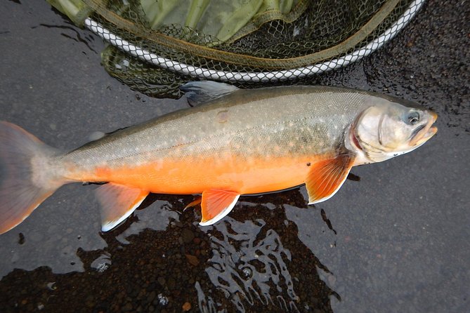 Private Lake and River Fishing Tour from Reykjavik - Arctic char vs brown trout: plan around the season