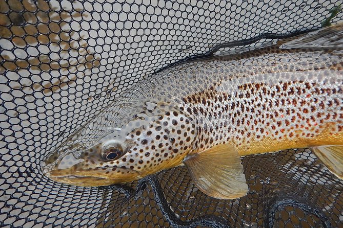 Private Lake and River Fishing Tour from Reykjavik - Timing, lunch gaps, and how to dress for Iceland weather