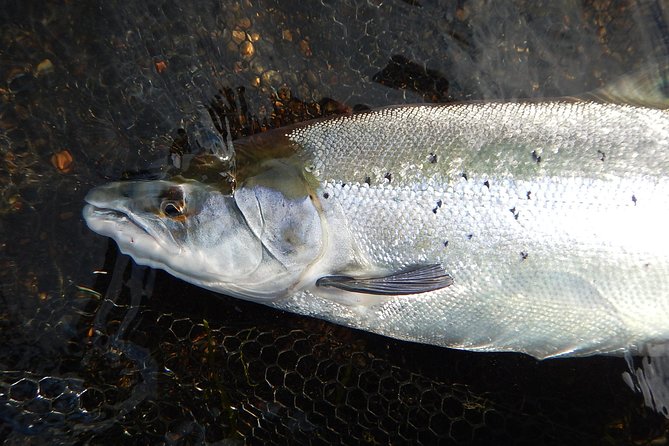 Private Lake and River Fishing Tour from Reykjavik - Price at $768.94 per person: when it feels worth it