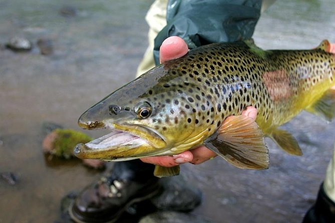Private Lake and River Fishing Tour from Reykjavik - Five hours of river fishing on the Golden Circle route