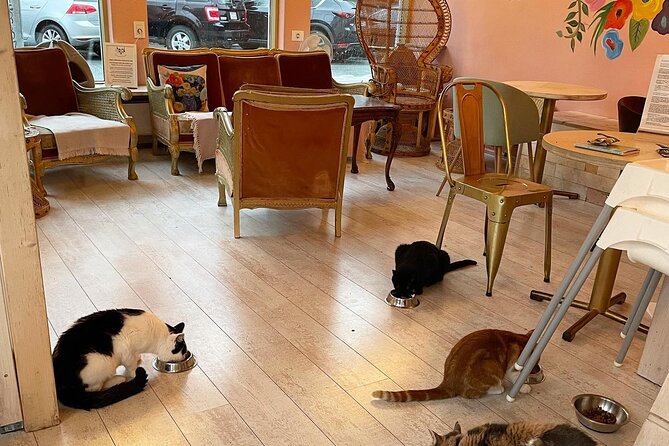 Private Reykjavik Cat Walking Tour - Heart of Reykjavik, Laugavegur, and the classic sights on the way
