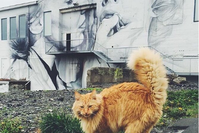 Private Reykjavik Cat Walking Tour - Should you book this private cat tour in Reykjavik?