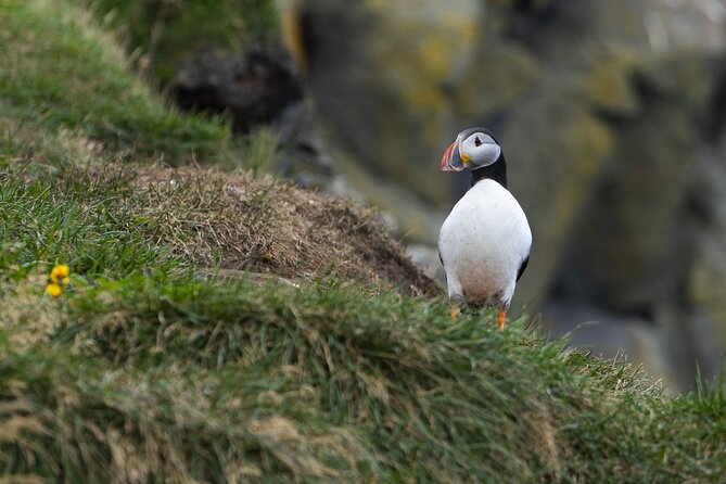 Private South Coast Tour in Multi-Language Guide Options - Vík break and the road to Dyrhólaey