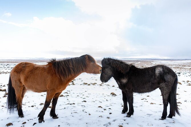 Private Tour Of The Golden Circle With Farm Visits In Iceland - A full-day Golden Circle route with farm visits that actually feel Icelandic