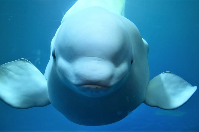 Private Westman Islands with Puffins and Belugas (Lunch included) - Key highlights you can plan around
