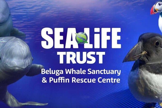Private Westman Islands with Puffins and Belugas (Lunch included) - SEA LIFE Trust Beluga Whale Sanctuary, and why it ties to puffins