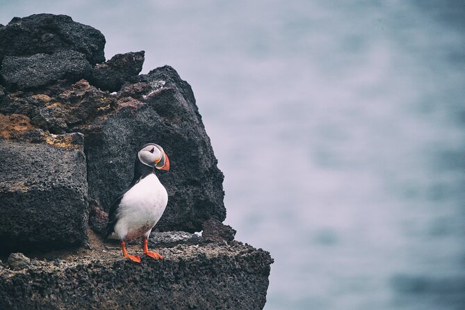 Private Westman Islands with Puffins and Belugas (Lunch included) - Stafkirkjan, a wooden church rebuilt from the ash