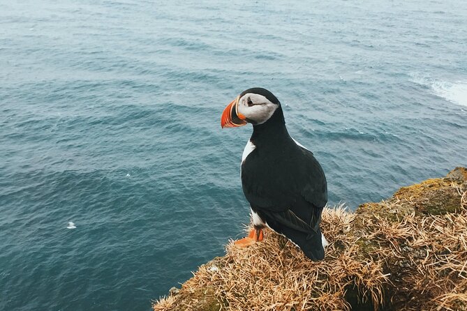 Private Westman Islands with Puffins and Belugas (Lunch included) - Ferry to Heimaey at Herjólfur, plus sea-scanning time