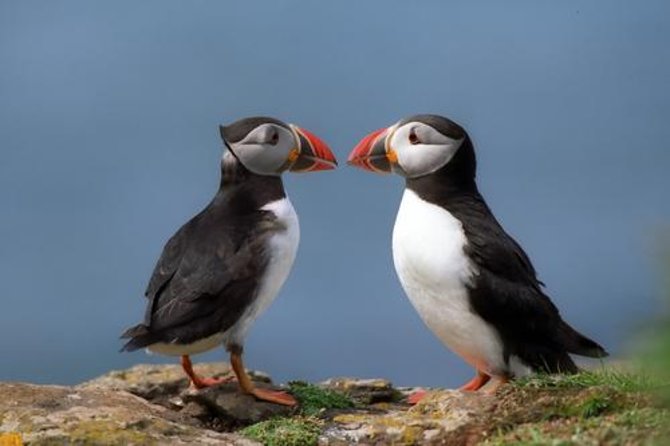 Puffin Cruise with Expert Tour Guide from Reykjavik - Key things that make this puffin cruise work