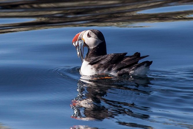 Puffin Cruise with Expert Tour Guide from Reykjavik - The circling routine and the engines-off moment