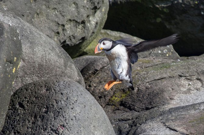 Puffin Cruise with Expert Tour Guide from Reykjavik - Other seabirds you might see, and why they’re part of the value