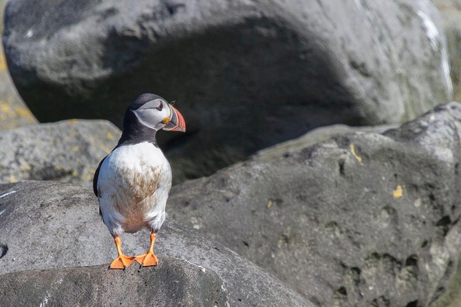 Puffin Cruise with Expert Tour Guide from Reykjavik - Guides, storytelling, and the sound challenge on a moving boat