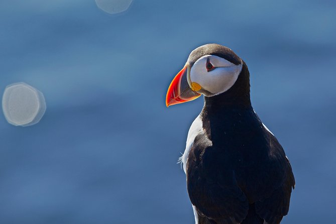 Puffin Cruise with Expert Tour Guide from Reykjavik - Boat crowding, viewing spots, and how to get better sight lines