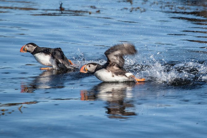Puffin Cruise with Expert Tour Guide from Reykjavik - Weather, sea state, and what to pack so the ride stays pleasant