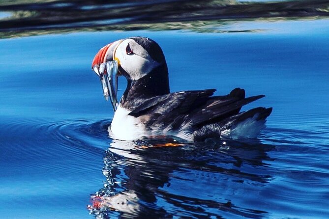 Puffin Express by RIB Speedboat from Reykjavík - Getting ready at Old Harbour: gear, meeting spot, and how the day starts