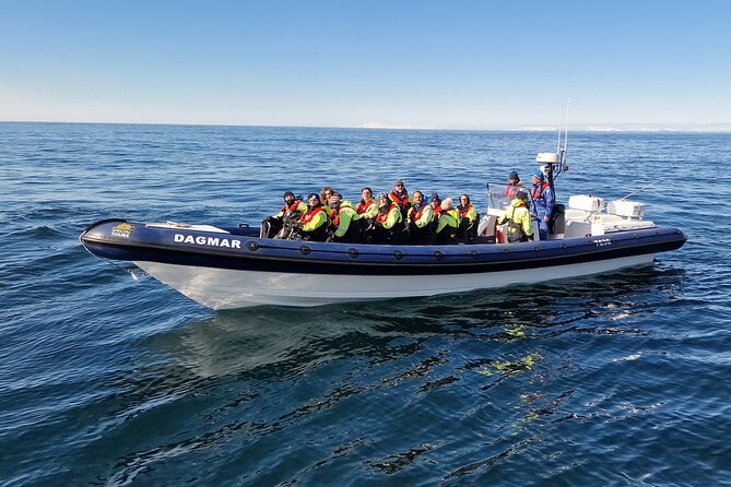 Puffin Express by RIB Speedboat from Reykjavík - What you’ll see at the puffin islands, and how the guide helps