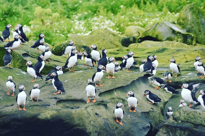 Puffin Express by RIB Speedboat from Reykjavík - Logistics that matter: where you go, what you bring, and what’s not included
