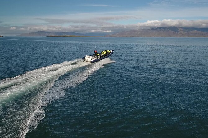 Puffin Express by RIB Speedboat from Reykjavík - Lundey or Akurey: why puffins near Reykjavik are so special