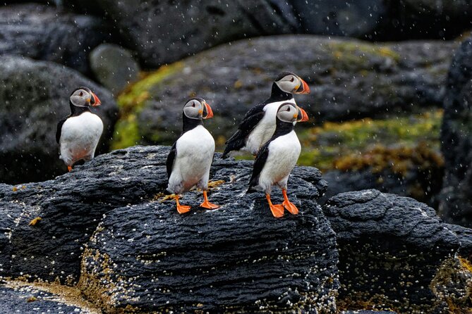 Puffin Jet ski tour in Reykjavík - Guides, safety, and the small-group vibe that keeps it fun
