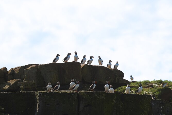 Puffin Jet ski tour in Reykjavík - Stop by stop: Videy (Viðey), Imagine Peace Tower, Harpa, then back to Reykjavík